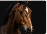 Monsoon hoof care for Indian horses