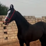 Premium Marwari mare for private placement