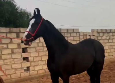 Premium Marwari mare for private placement
