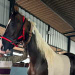 Premium Marwari riding mare under saddle