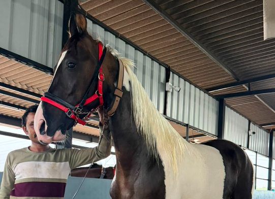 Premium Marwari riding mare under saddle