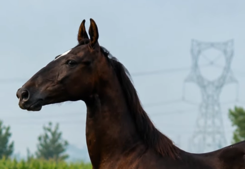 Premium Marwari filly prospect &ndash; elite future potential
