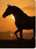 monsoon-proof stable design